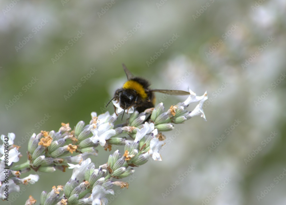 furry bumblebee collects pollen on white lavender flowers furry bumblebee collects pollen on white lavender flowers