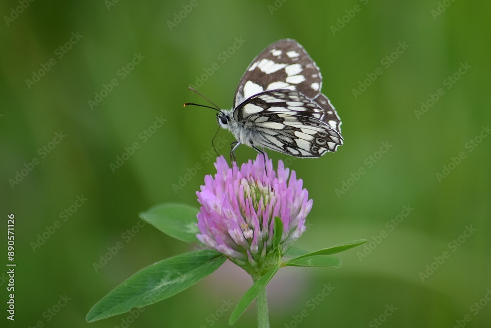 spotted butterfly on clover flower