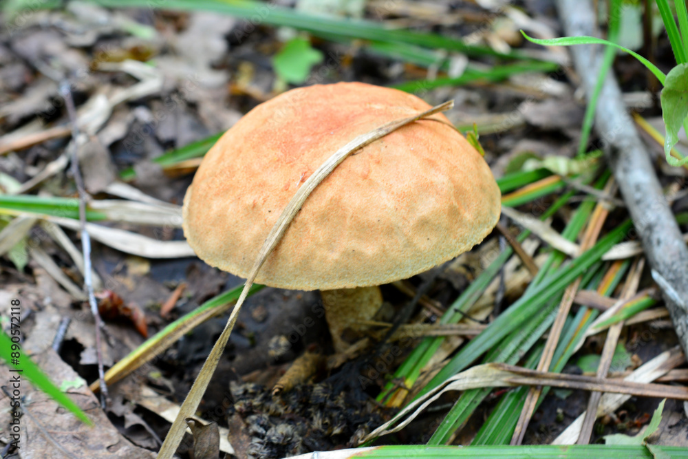 a mushroom is growing in the forest close up a mushroom is growing in the forest close up