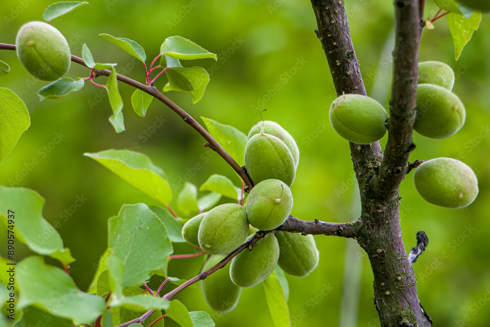 Green apricots on a branch. Unripe fruits of the apricot tree. Green apricots on a branch. Unripe fruits of the apricot tree.