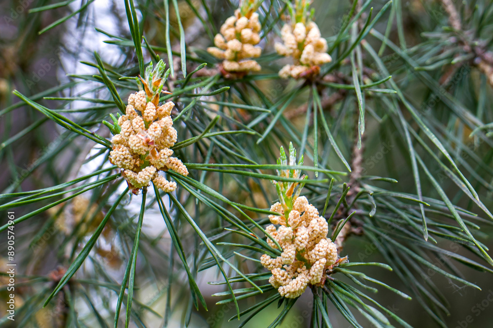 Pine blossom. Pine pollen. Pine powder. Pine pollen in the wild. Pine blossom. Pine pollen. Pine powder. Pine pollen in the wild.