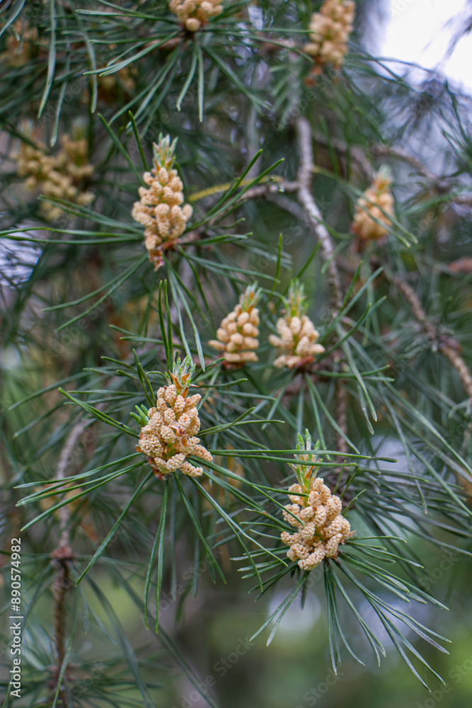 Pine blossom. Pine pollen. Pine powder. Pine pollen in the wild. Pine blossom. Pine pollen. Pine powder. Pine pollen in the wild.