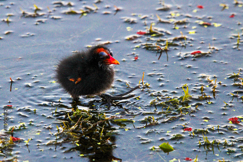 Tiny wings and gigantic feet is the state of new baby Common Gallinules photo