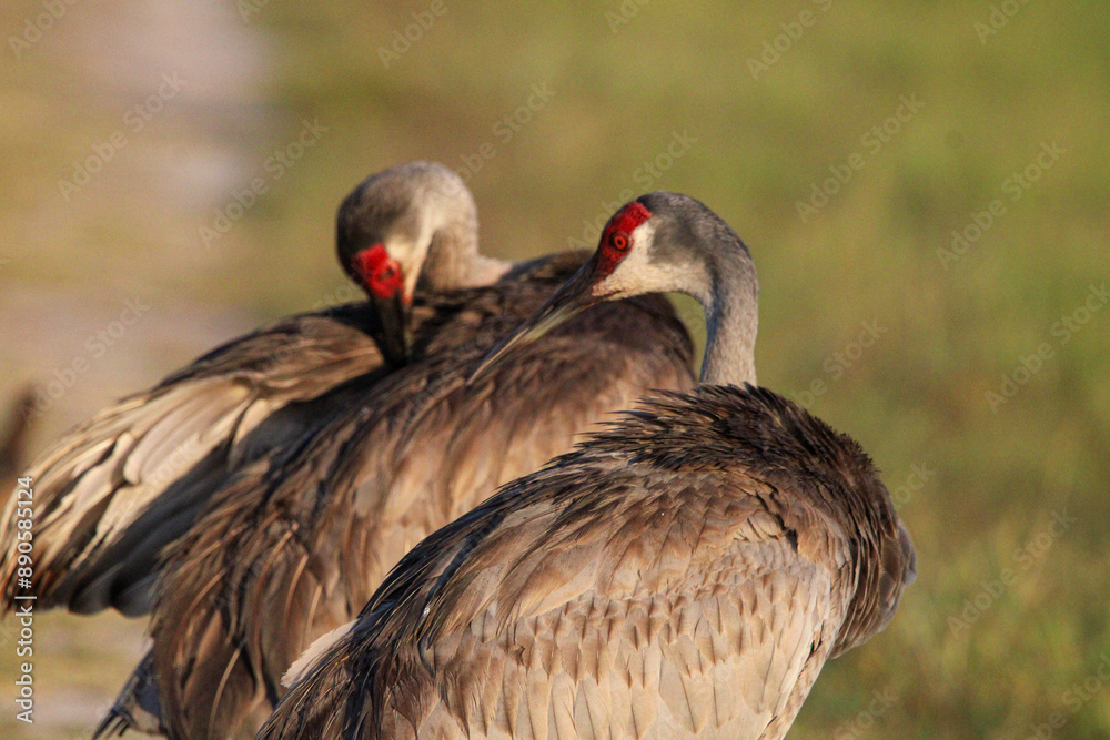 Mated pair of Sandhill Cranes pausing from the family walk to groom. Orlando Wetlands, Florida Mated pair of Sandhill Cranes pausing from the family walk to groom. Orlando Wetlands, Florida