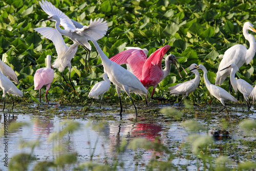 One of these things is not like the others. Egrets and Roseate Spoonbill.