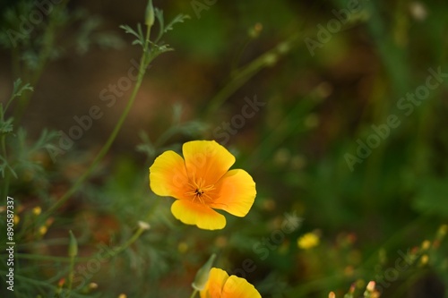 a yellow flower with a black center and the yellow flowers in the background.