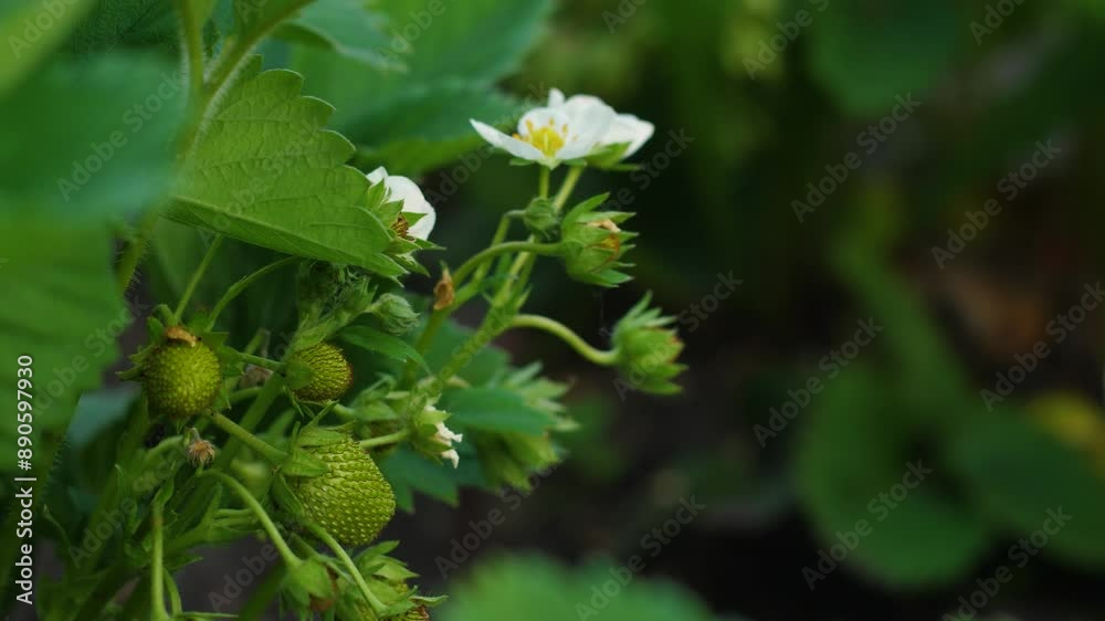 close-up garden strawberry blossom, strawberries ripen in the garden bed on a summer day close-up garden strawberry blossom, strawberries ripen in the garden bed on a summer day