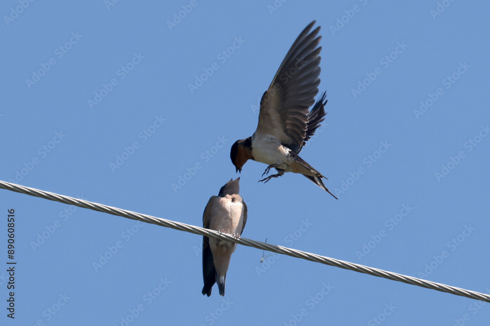 Barn Swallow parents feeding five fledgelings on hydro wire on beautiful summer afternoon Barn Swallow parents feeding five fledgelings on hydro wire on beautiful summer afternoon