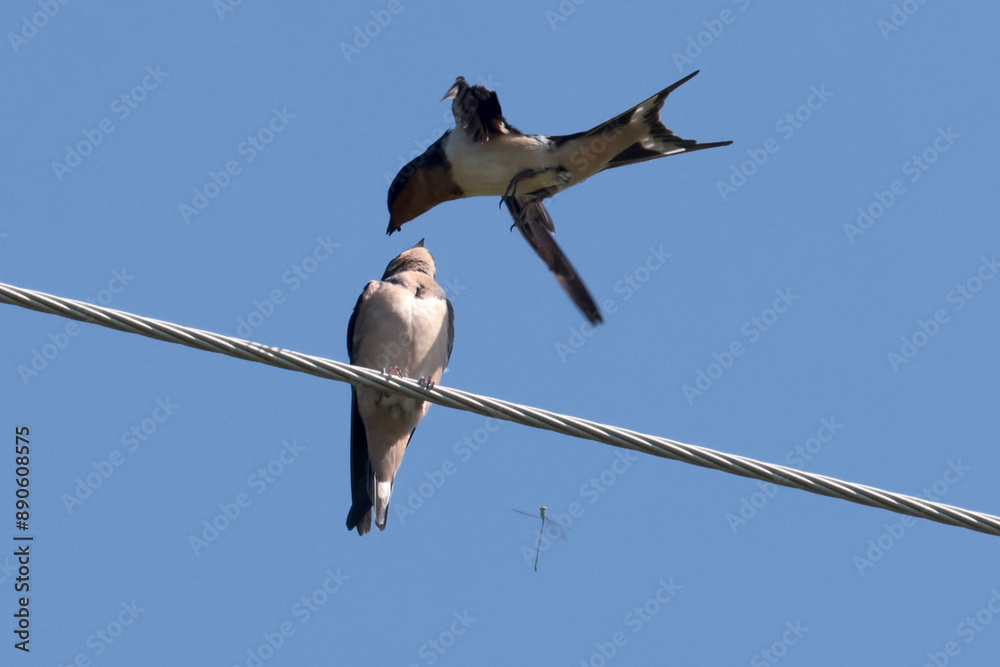 Barn Swallow parents feeding five fledgelings on hydro wire on beautiful summer afternoon Barn Swallow parents feeding five fledgelings on hydro wire on beautiful summer afternoon
