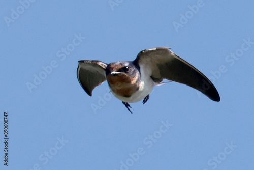 Barn Swallow parents feeding five fledgelings on hydro wire on beautiful summer afternoon photo