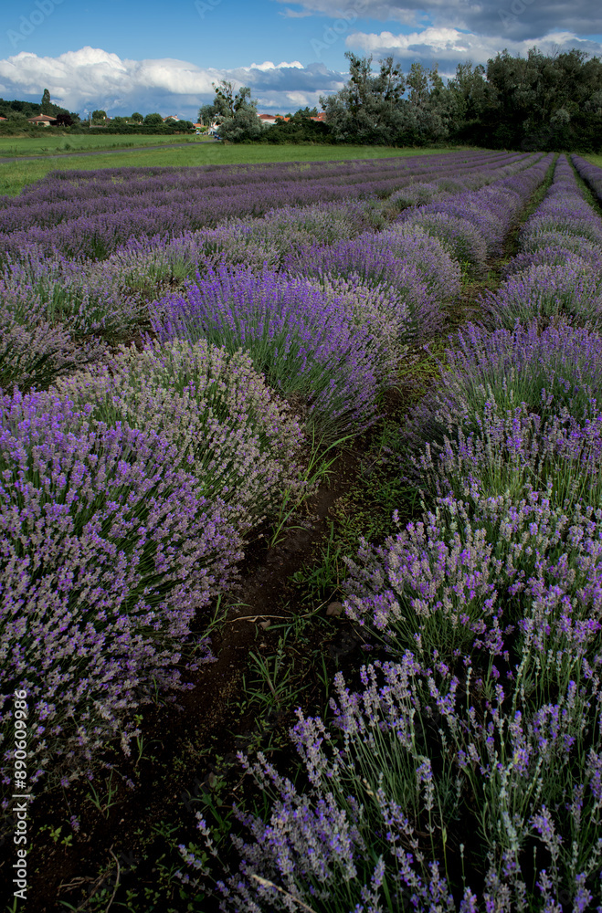 Naklejka premium Champ de lavande. Rangées de pieds de lavande bleue en Auvergne