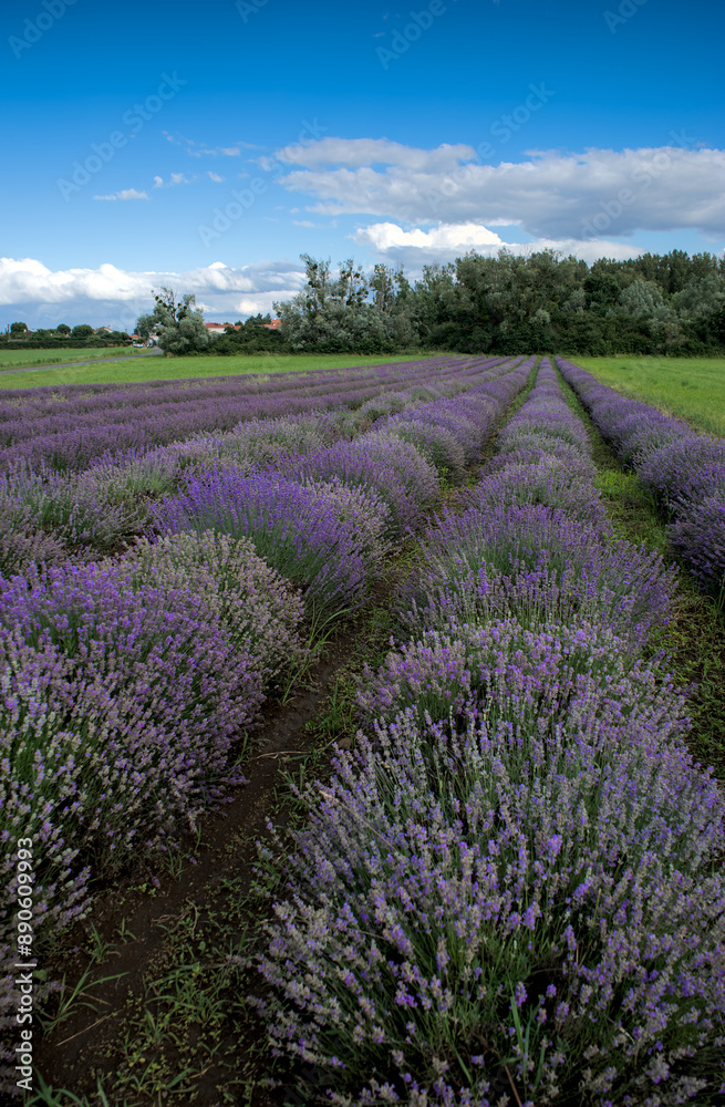 Naklejka premium Champ de lavande. Rangées de pieds de lavande bleue en Auvergne