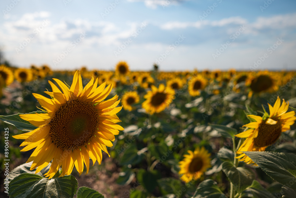 Obraz premium a large beautiful field of sunflowers against a blue sky with clouds