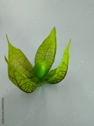 close up of Cecendet or raw ciplukan fruit (Physalis angulata) on a white background photo