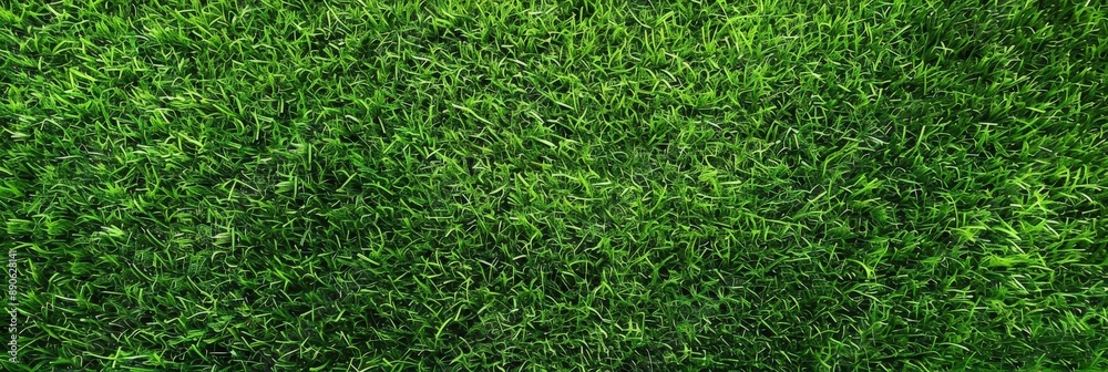 Fototapeta premium Green Grass Texture