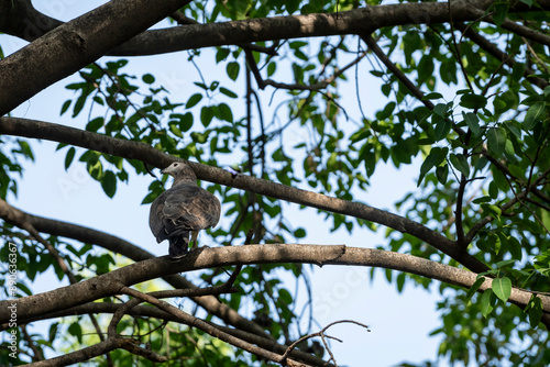 Wild male Oriental Honey Buzzard or Pernis Ptilorhyncus bird closeup perched high on tall tree in summer season safari at Ranthambore national park forest tiger reserve Rajasthan India asia photo