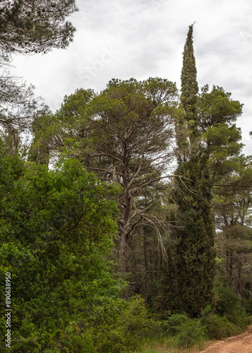 Mercadante Forest a beautiful forest in Puglia.