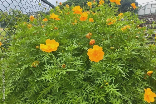 flowers in the garden