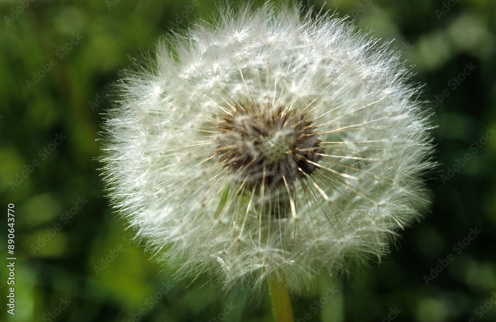 Obraz premium Taraxacum officinale, Pissenlit