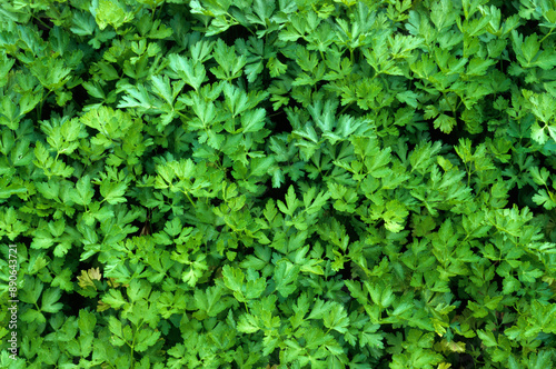 Fototapeta Naklejka Na Ścianę i Meble -  Petroselinum crispum, Persil