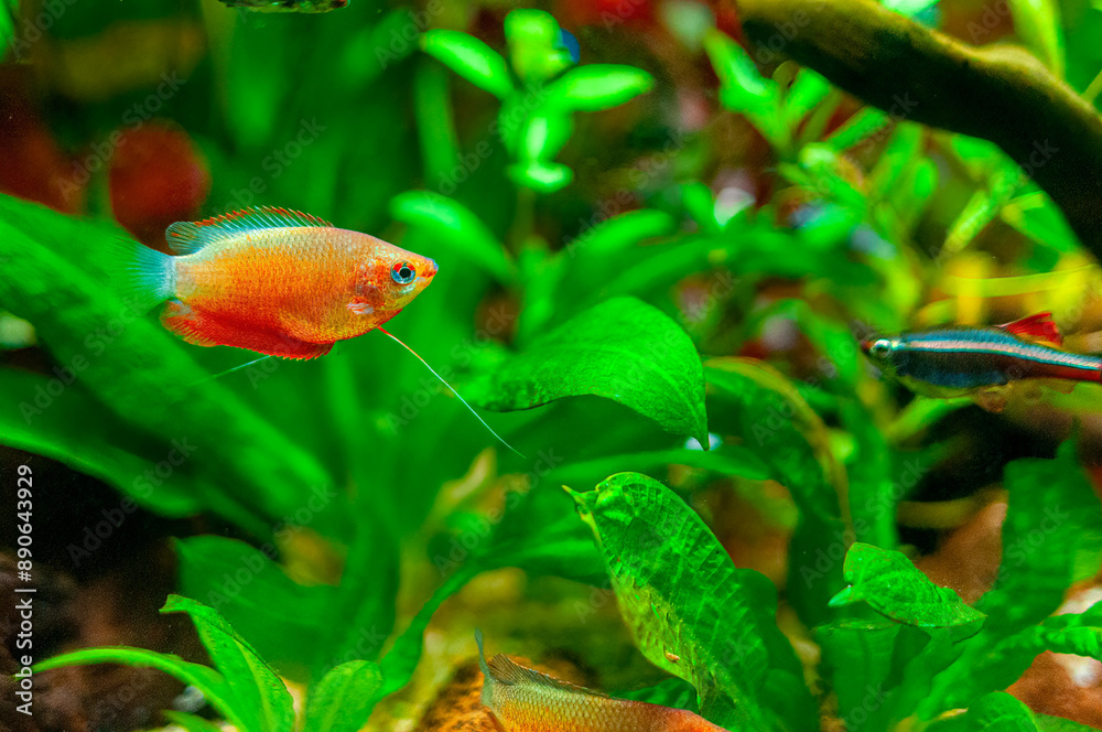 Obraz premium Tropical freshwater fish swimming in beautfiful scaped planted aquarium