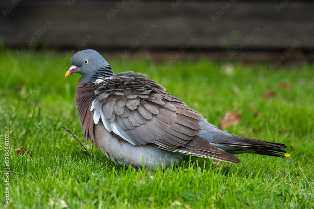 Obraz premium Pigeon ramier, Common Wood Pigeon, columba palumbus