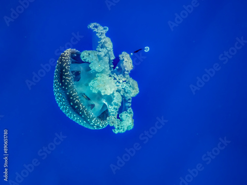 Jellyfish from the Cantabrian Maritime Museum (Santander, Spain) photo