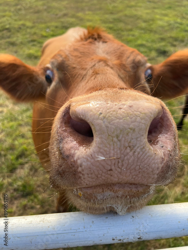 portrait of a cow