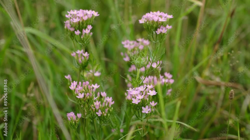 Centuria pospolita. Centaurium erythraea. Centaurium-erythraea-habytate. Wild pink flowers Common centaury or Centaurium erythraea in a garden.