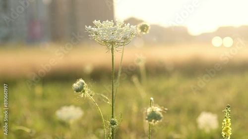 White flowers of wild carrot. Yarrow plant with small white flowers in the natural meadow (daucus carota). Bishop's lace or Queen Anne's lace