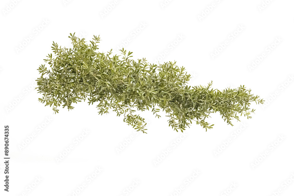 Green Branch with Leaves Isolated on White Background Green Branch with Leaves Isolated on White Background