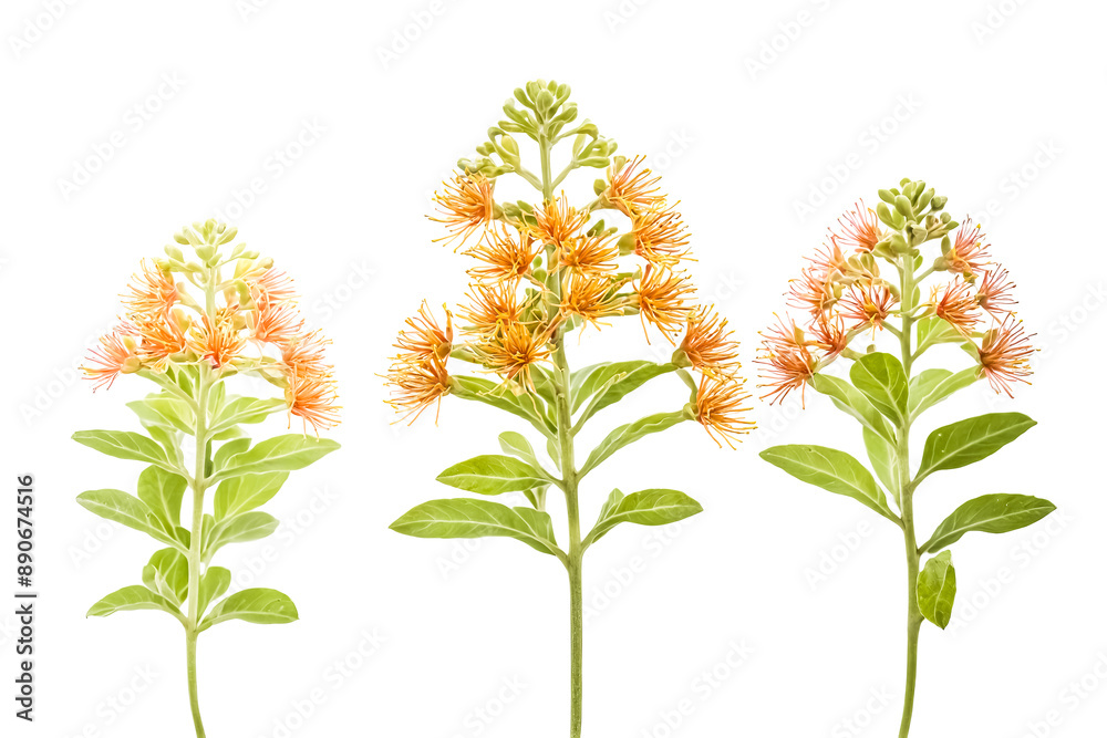 Fototapeta premium Orange Flowers and Green Leaves Isolated on White Background
