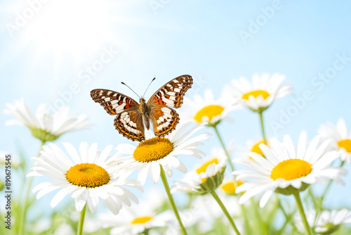 Butterfly on a daisy in a field of daisies © Rysak