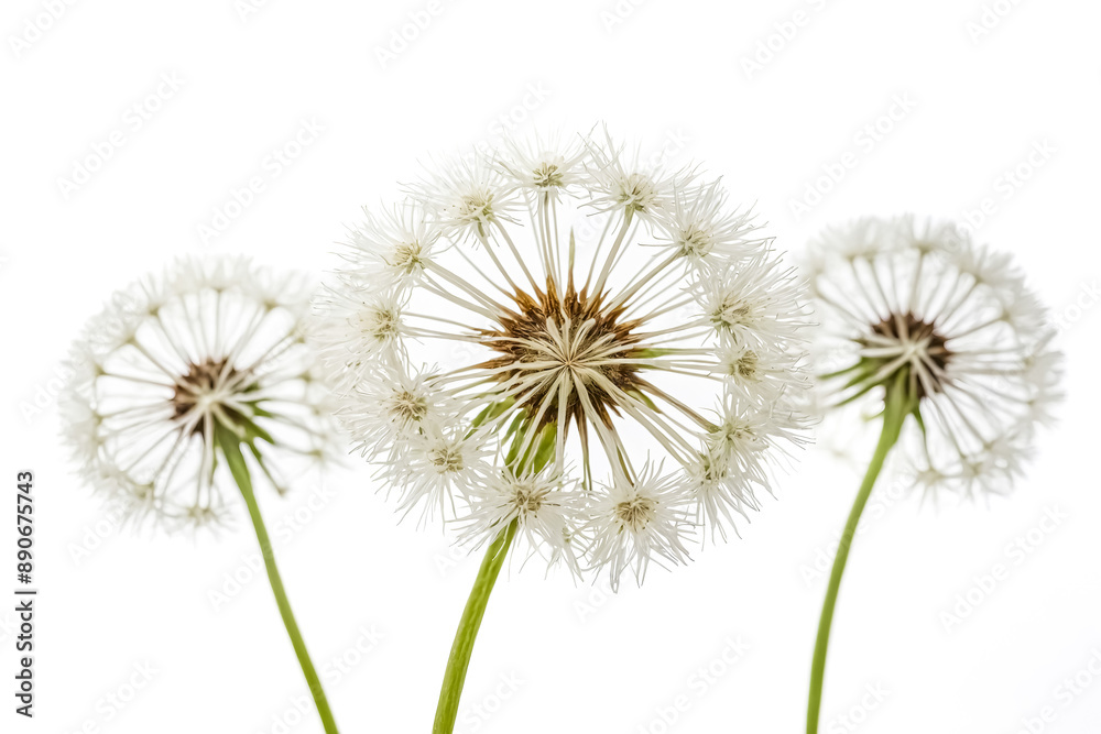 Three Dandelion Seeds Three Dandelion Seeds