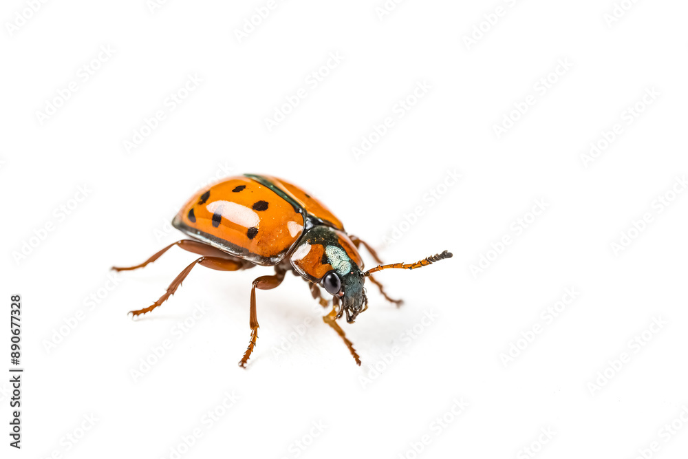 Orange and Black Ladybug on White Background Orange and Black Ladybug on White Background