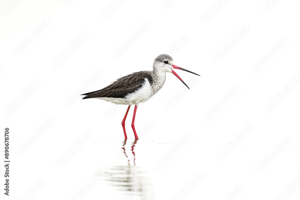 Black-winged Stilt with Open Beak in Shallow Water Black-winged Stilt with Open Beak in Shallow Water
