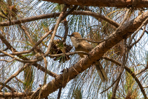 white-throated laughingthrush or Pterorhinus albogularis in Binsar, India photo