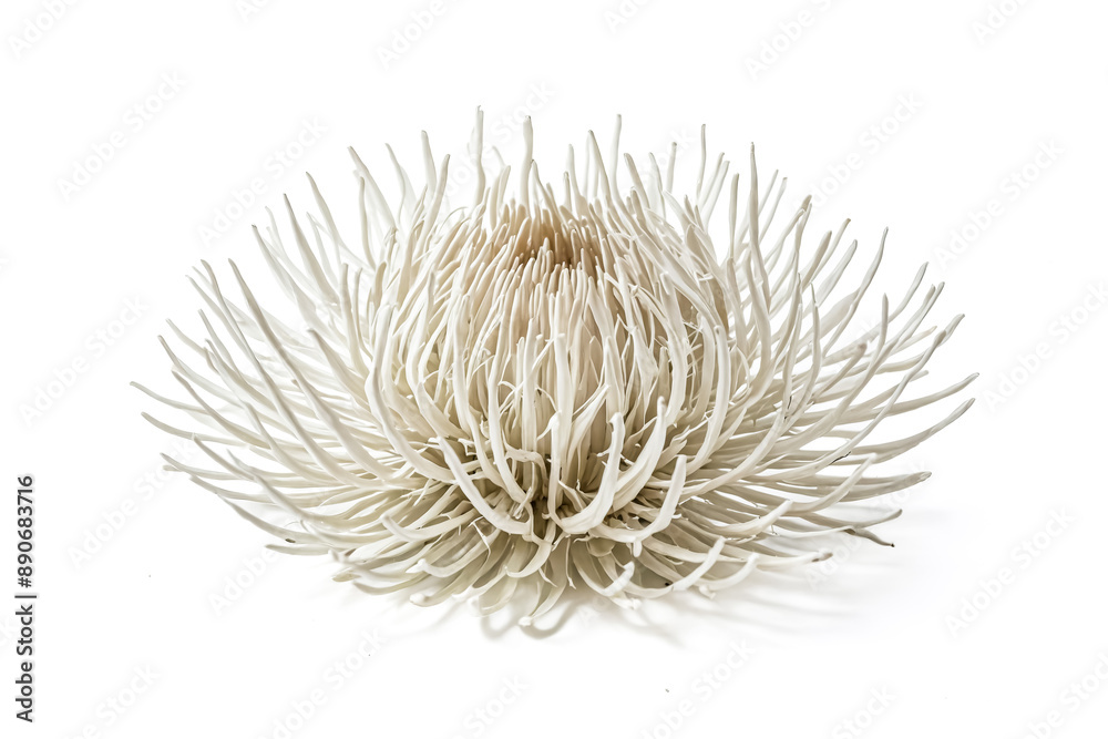 Fototapeta premium White Flower with Delicate Petals