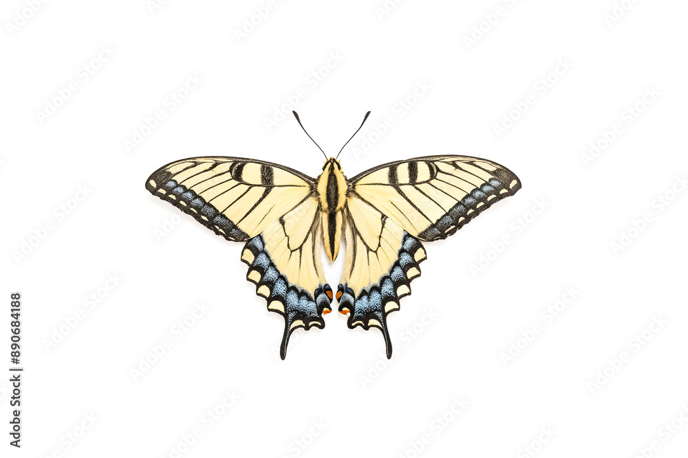 Close-up of a Swallowtail Butterfly on a White Background Close-up of a Swallowtail Butterfly on a White Background