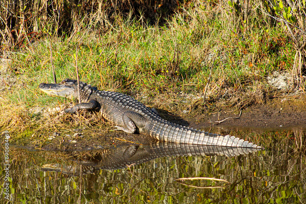 American Alligator and his reflection. American Alligator and his reflection.