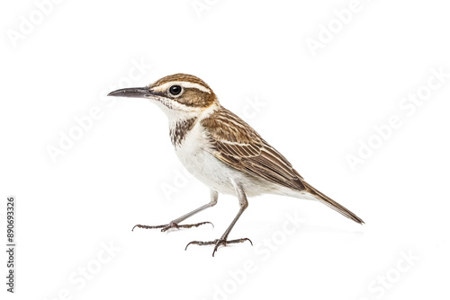 Striated Grassbird isolated on white background © Rysak