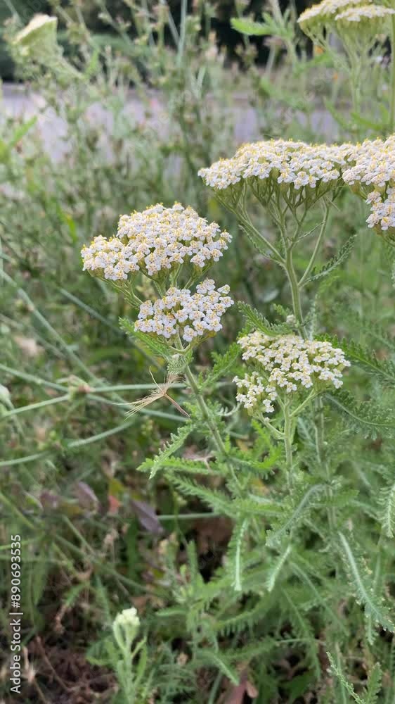 Flowering yarrow millefoil Achillea millefolium, a herbaceous plant from the aster family. Flowering yarrow millefoil Achillea millefolium, a herbaceous plant from the aster family.