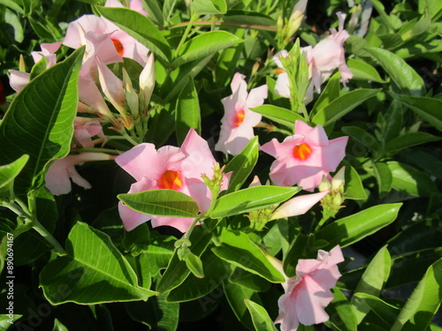 マンデビラのピンクの花のアップ