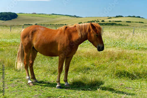 horse in the meadow