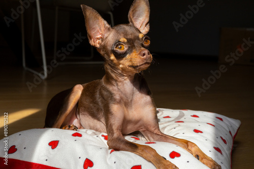 Small brown pet Russian toy terrier laying on pillow  photo