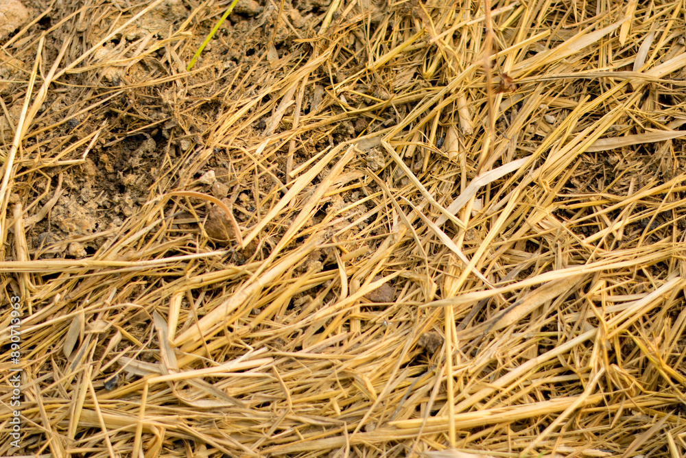 Dry Straw Texture. Dry Straw Texture.