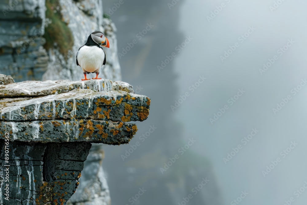 Fototapeta premium A bird is perched on a rock ledge in a foggy, misty atmosphere