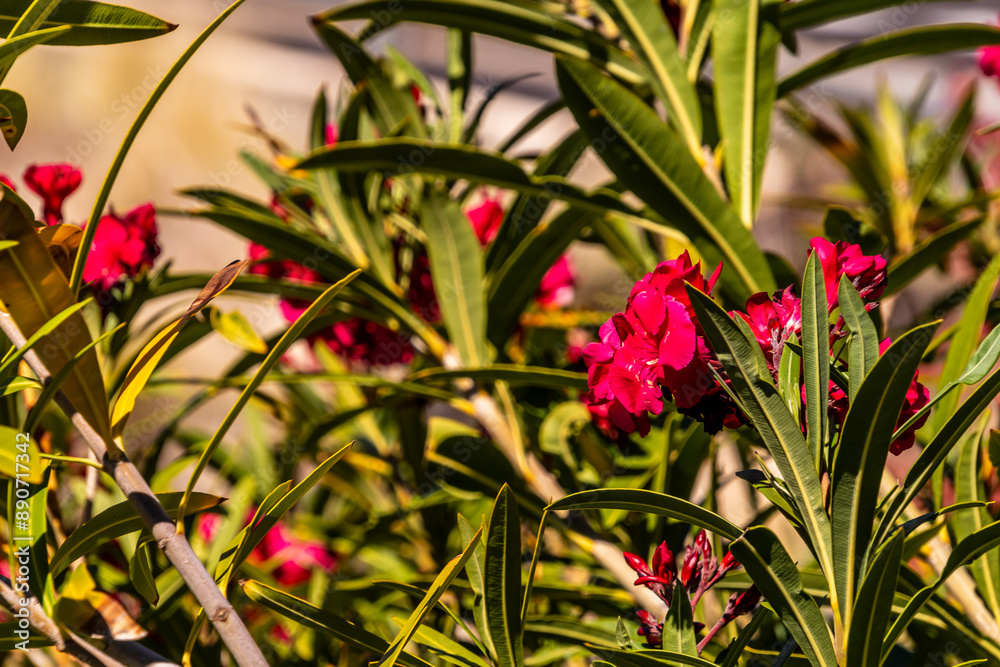 Nerium oleander pertenece a la familia Apocynaceae. Nerium oleander pertenece a la familia Apocynaceae.