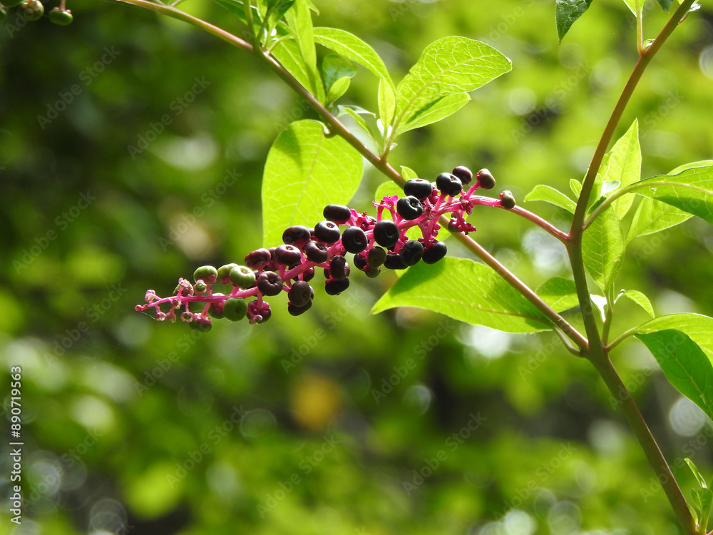 Pokeweed plant with berries growing wild within the woodland forest of the Bombay Hook National Wildlife Refuge, Kent County, Delaware. Pokeweed plant with berries growing wild within the woodland forest of the Bombay Hook National Wildlife Refuge, Kent County, Delaware.