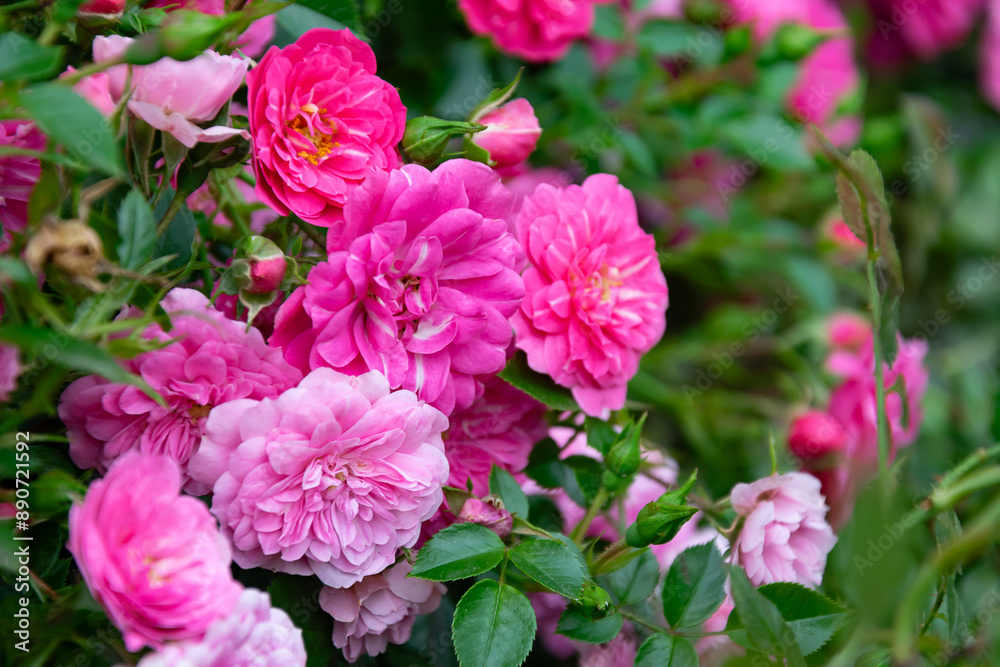 pink roses on a background of green leaves pink roses on a background of green leaves